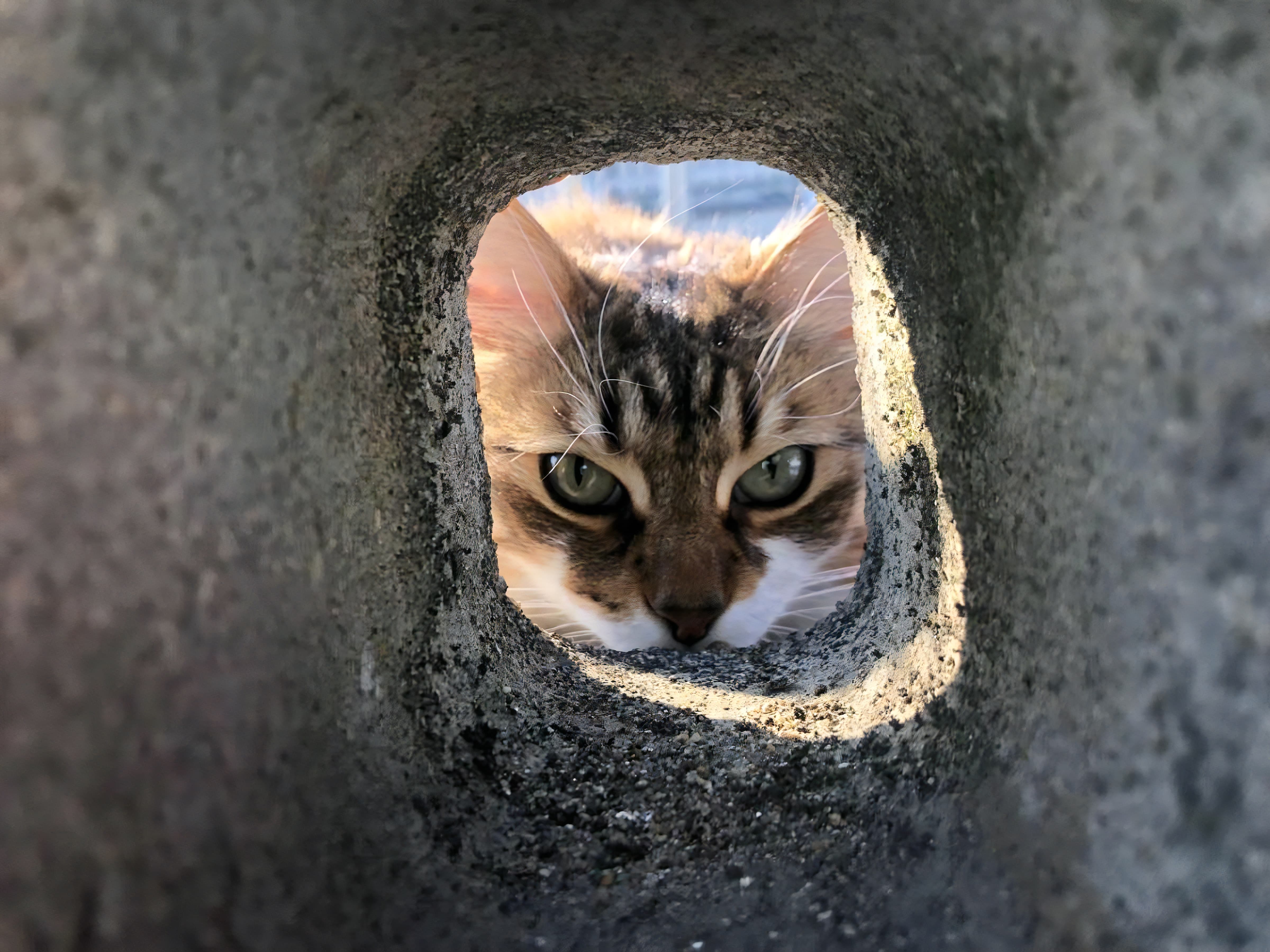 本能を取り戻した飼い猫