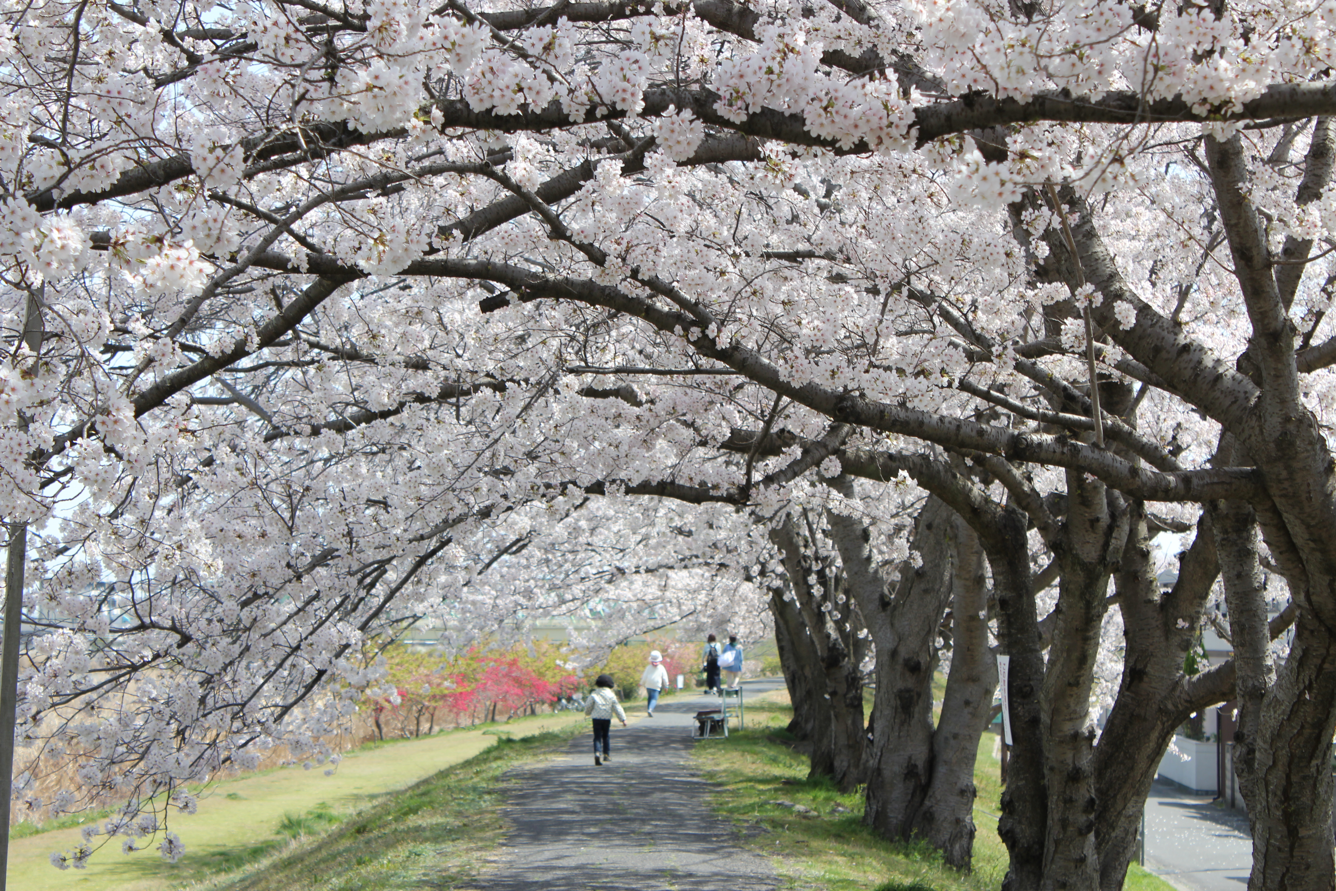 桜のトンネル