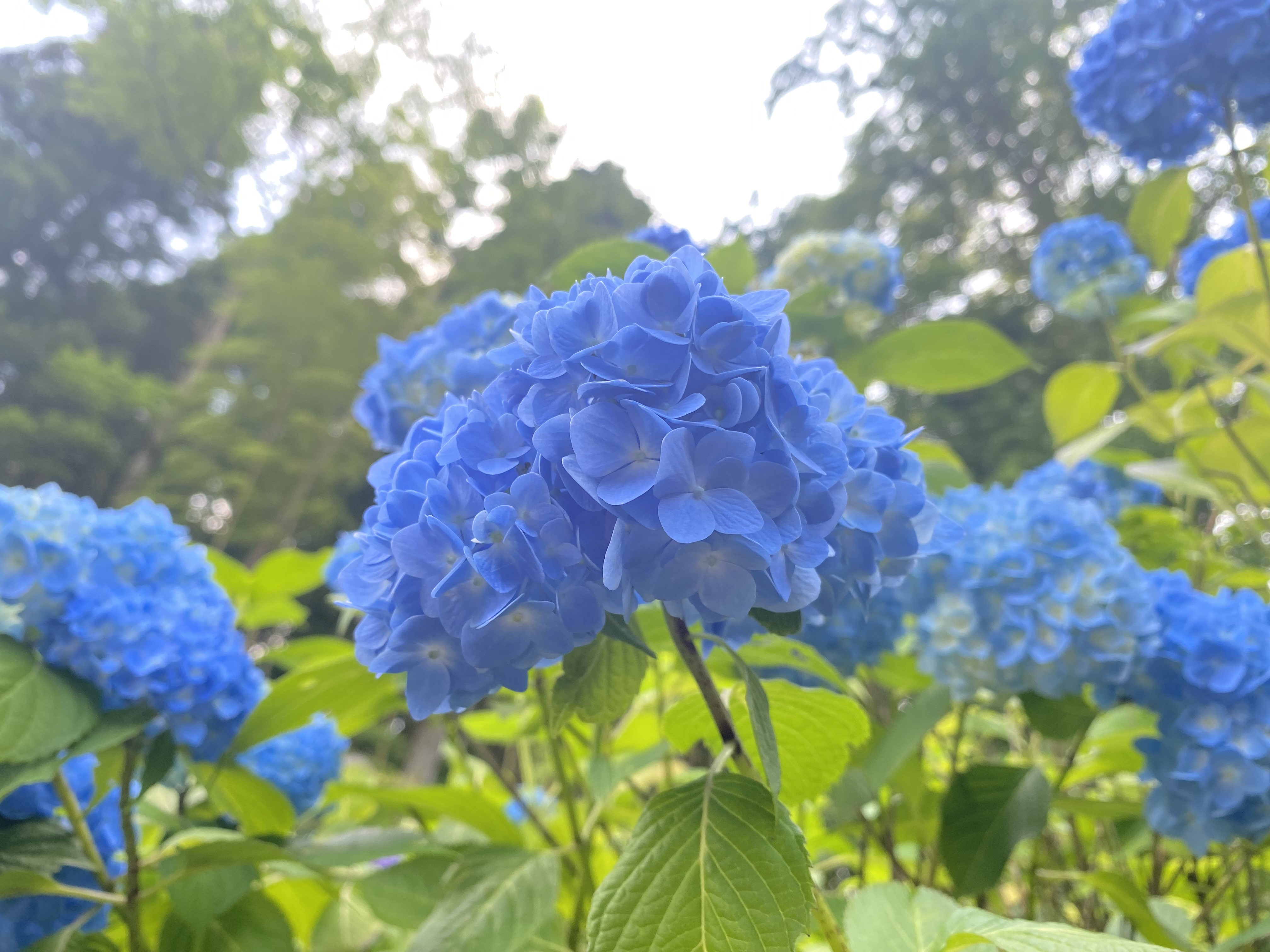 あじさい
